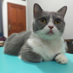 Close-up portrait of a cat