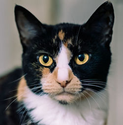 Close-up portrait of a cat