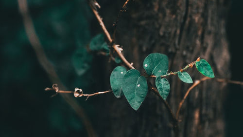 Close-up of plant growing on tree