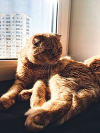 Close-up of cat sitting on window