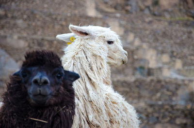 Close-up of llamas