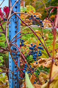 autumn