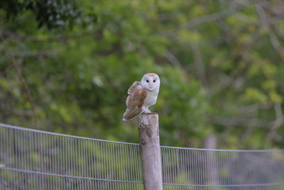 A barn owl on the post