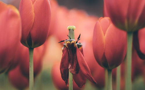 Close-up of insect on red flowering plant