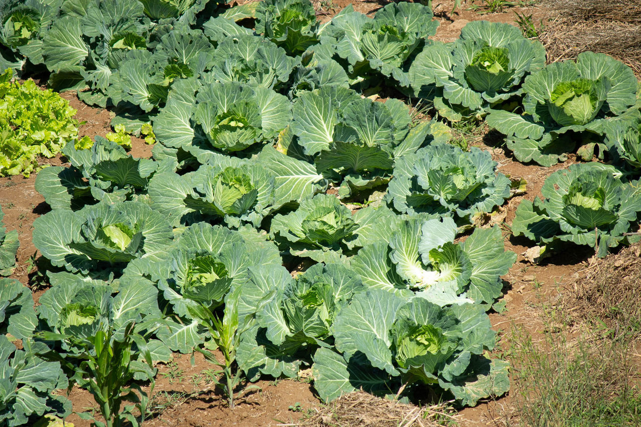 HIGH ANGLE VIEW OF FRESH GREEN PLANTS ON FIELD