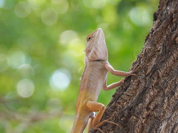 Close-up of a lizard on tree trunk