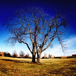 Bare trees on field against blue sky