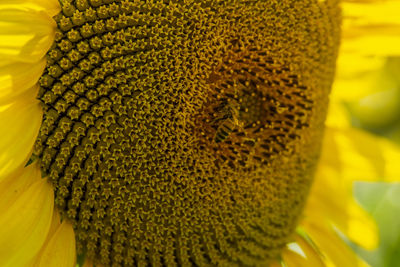 Close-up of sunflower