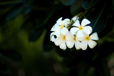 Close-up of white flowering plant