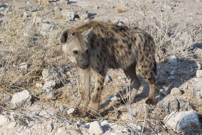 Close-up of hyena standing at desert