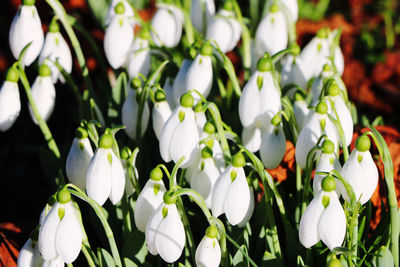 Close-up of white flowering plants