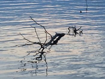 Reflection of trees in water