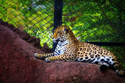 Tiger relaxing outdoors