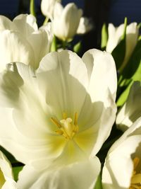Close-up of white flowering plant