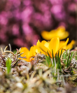 Close-up of yellow flowering plant