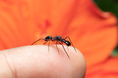 Male ant-mimicking spider sits on my finger stock photo