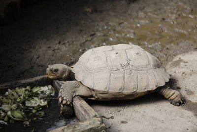 Close-up of a turtle in zoo