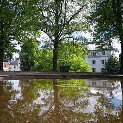 Reflection of trees in water