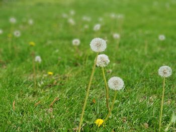 Close-up of white flowering plant on field