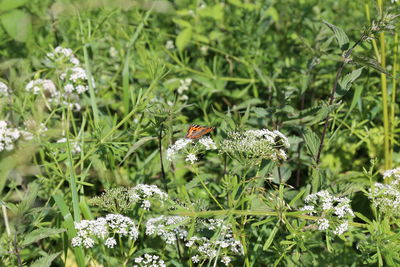 Close-up of butterfly pollinating on flower
