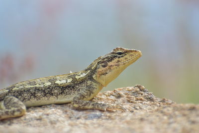 Close-up of lizard