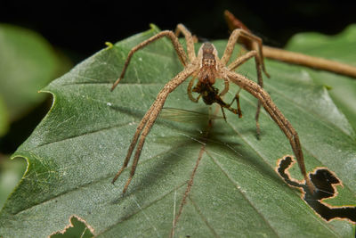Close-up of spider