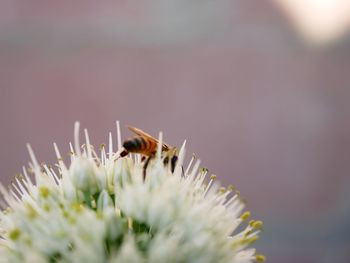 Close-up of bee pollinating flower