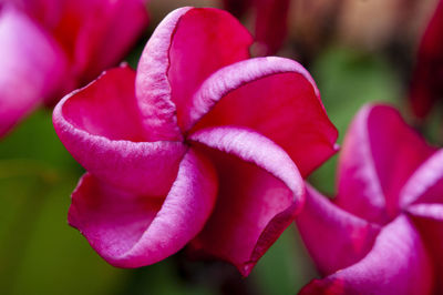 Close-up of pink rose flower