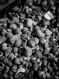 High angle view of shells on rocks