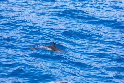 High angle view of whale swimming in sea