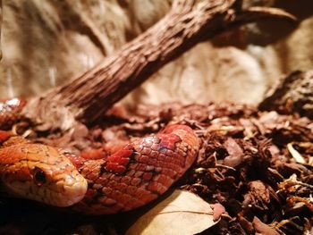 Close-up of snake on rock