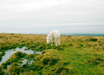 Horse standing on field against sky