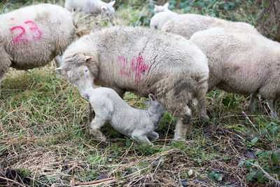 Sheep in grass