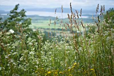 Close-up of flowering plants on field