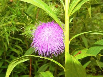 Close-up of pink flower