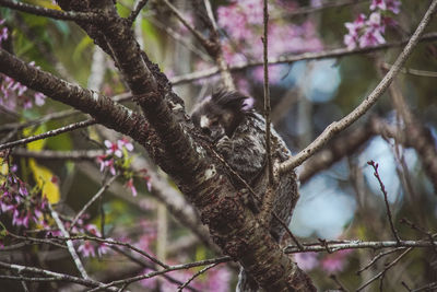 Low angle view of bird perching on tree