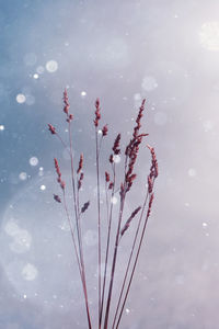 Close-up of plant against sky