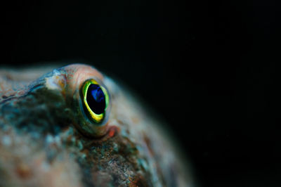 Close-up of fish swimming in sea