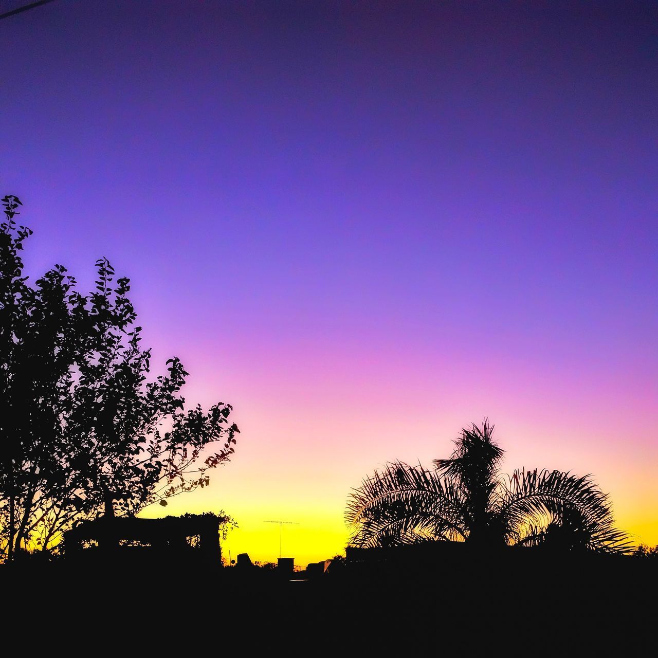 SILHOUETTE TREES AGAINST SKY AT SUNSET