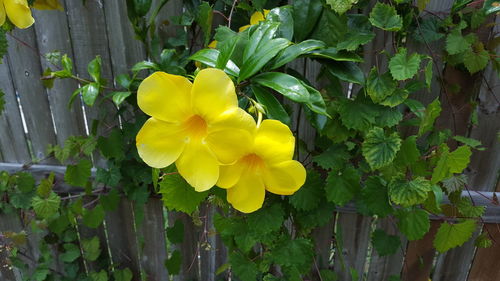 Close-up of yellow flowers