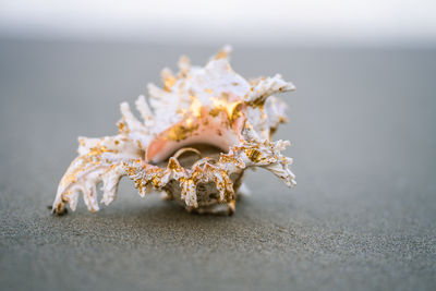Close-up of wedding rings in a shell 