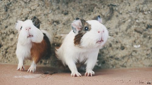 View of two guinea pig