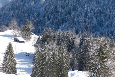 snow