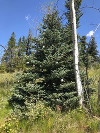 Trees in forest against sky