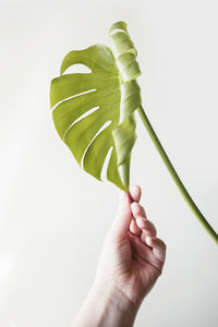 A female hand holds an unblown leaf of a monstera on a light background. the concept of minimalism. 