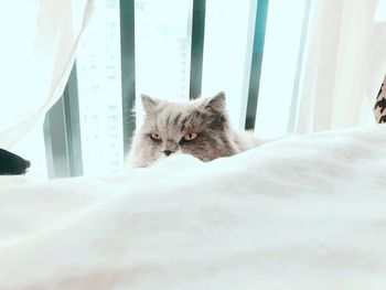Portrait of cat relaxing on bed