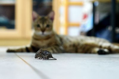 Close-up of cat sitting on floor