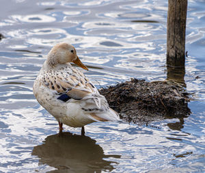 Seagull perching on a lake