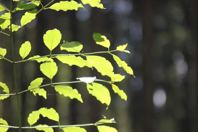 Close-up of fresh green leaves in sunlight