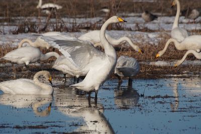 Swans in lake